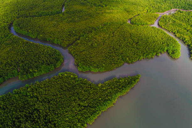 istock Green tropical mangrove forest with boat 1224276551