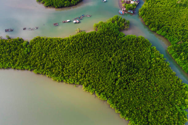 istock Green tropical mangrove forest with boat 1224276567