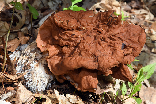 Gyromitra gigas mushroom, commonly known as the snow morel, snow false morel, calf brain, or bull nose, is a fungus referred to as one of the false morels. It is edible if properly prepared but should be avoided due to variability and similarity to other more toxic species of Gyromitra. Picture taken in May in a Chicago area public forest.