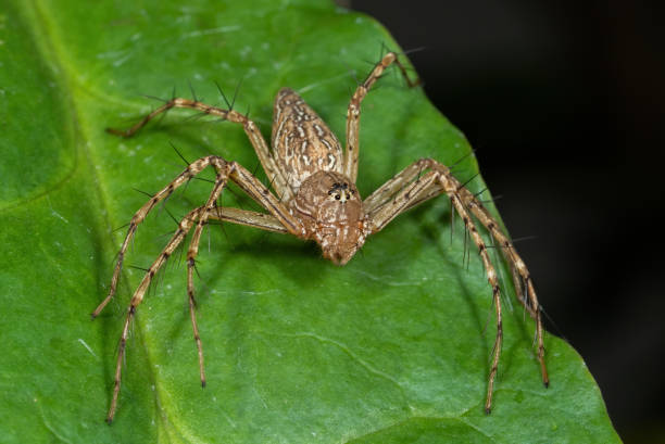 istock Macro Photo of Spider on Green Leaf 1224280933