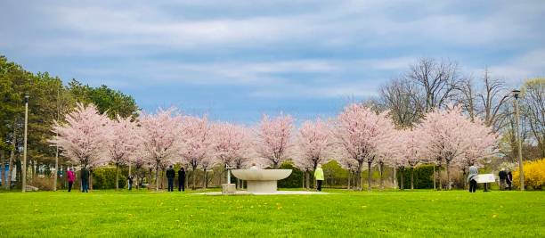 istock Pink Cherry Blossoms in the park, Hamilton ON 1224282093