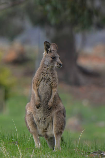 istock Grey Kangaroo in the bushland 1224287844