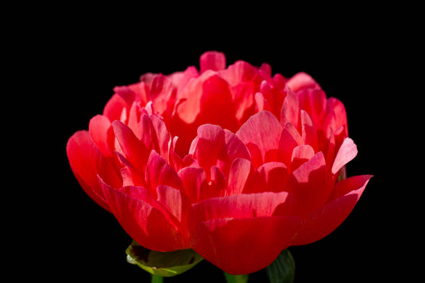 Red peony blossom Abalone Pearl isolated in sunshine with black background
