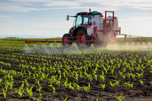 ciągnik opryskiwania młodej kukurydzy pestycydami - genetic modified food zdjęcia i obrazy z banku zdjęć