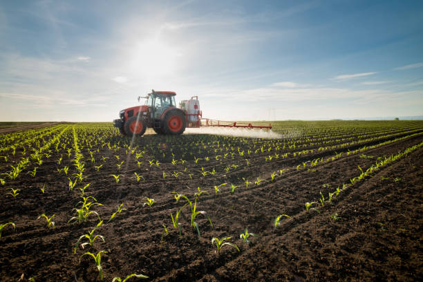 tractor pulverizando maíz joven con pesticidas - fertilizante fotos fotografías e imágenes de stock