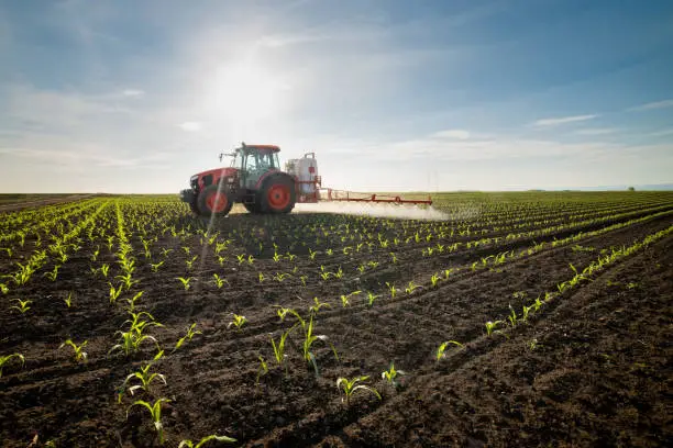 Photo of Tractor spraying young corn with pesticides