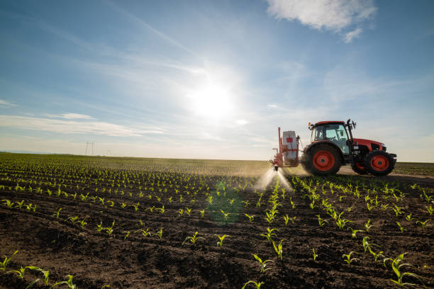 istock Tractor spraying young corn with pesticides 1224290979