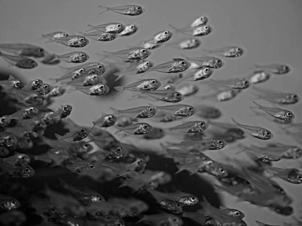 Unique face fish image