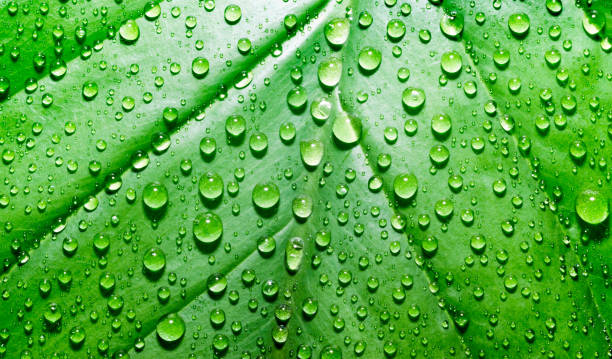 istock green leaf of a plant with dew drops close up 1224291893