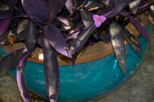 istock Purple heart flower 1224292011