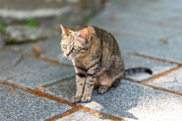 istock feral cat sitting in the street 1224292023