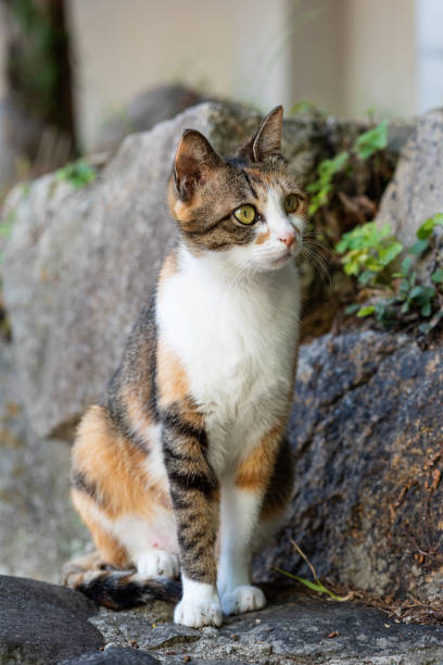 istock feral cat sitting on a rock 1224292098