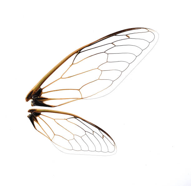 istock Insect cicada wing isolated on white background 1224292198