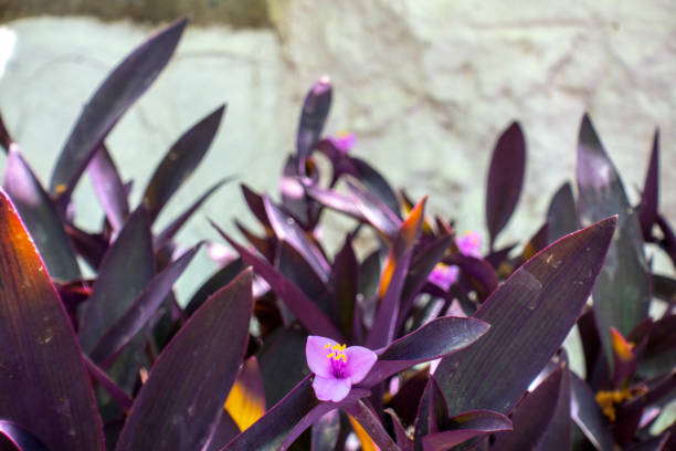 istock Purple heart flower 1224292355