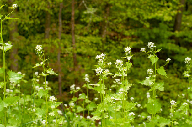 white flowering alliaria petiolata or garlic mustard growing near forest edge