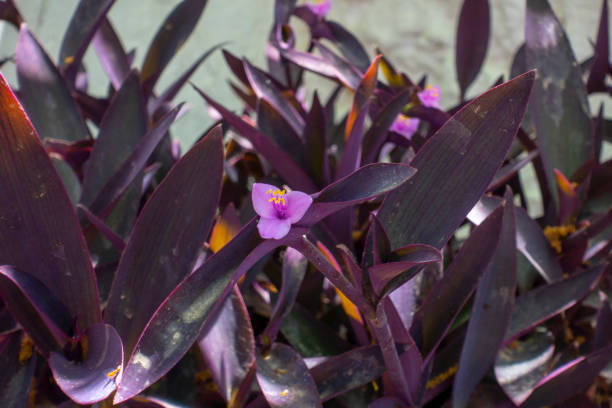 istock Purple heart flower 1224293022