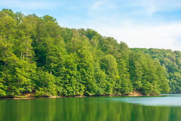 istock lake among beech forest of vihorlat mountains 1224293235