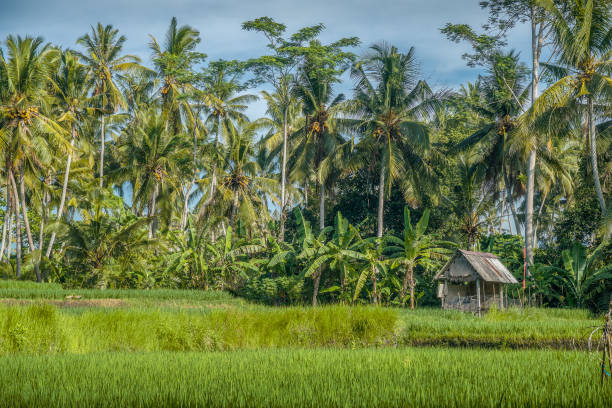 istock Balinese Luxery Resort in Indonesia 1224293960