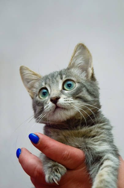 istock Man is holding a gray striped kitten. Vertical photo. 1224293996