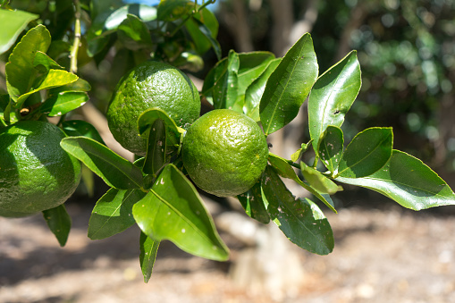 Unripe mandarin oranges growing in and orchard