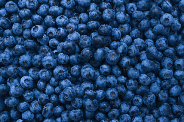 istock Fresh blueberry background. Texture blueberry berries close up. 1224296495