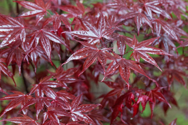 czerwone liście japońskiego klonu, acer palmatum - maple tree tree autumn red zdjęcia i obrazy z banku zdjęć