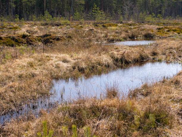 istock landscape with a swamp 1224296816