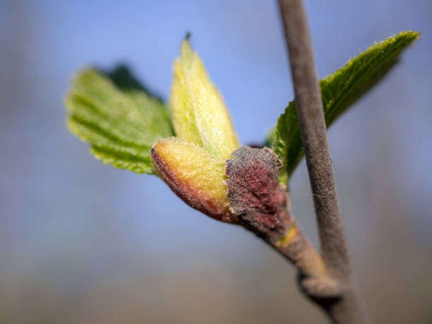 bud and young leaves of alder stock photo