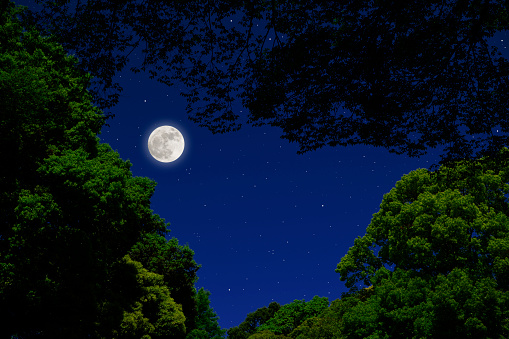 Full moon seen through trees with copy space.