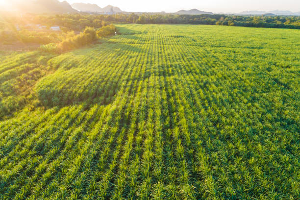 istock Sugarcane plantation field landscape aerial view 1224296866