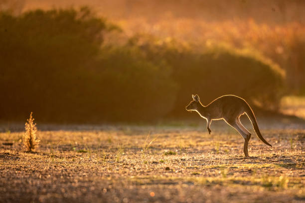 silhouette de kangourou - kangaroo photos et images de collection