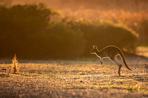 Young Western Grey kangaroo jumping across the field at sunrise.