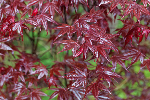 czerwone liście japońskiego klonu, acer palmatum - maple tree tree autumn red zdjęcia i obrazy z banku zdjęć