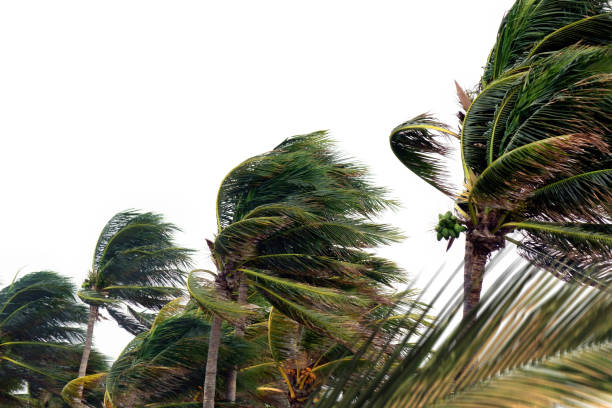 istock palm trees and tropical storm over white 1224297735