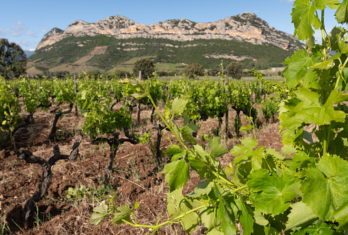 Organic Grapes and vineyards in the beautiful countryside in the North of Corsica