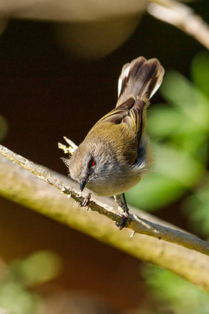 istock Grey Gerygone in New Zealand 1224297783