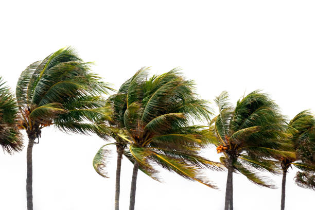 istock palm trees and tropical storm over white 1224297871