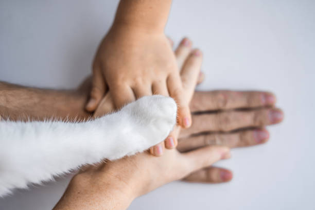The hands of the family and the furry paw of the cat as a team. Fighting for animal rights, helping animals The hands of the family and the furry paw of the cat as a team. Fighting for animal rights, helping animals. fur protest stock pictures, royalty-free photos & images