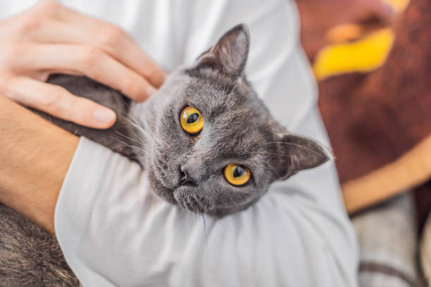 Gray cat with orange eyes on hands
