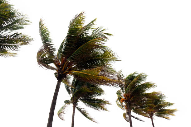 istock palm trees and tropical storm over white 1224297955