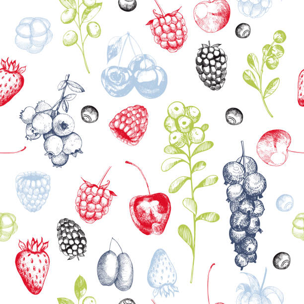 ilustraciones, imágenes clip art, dibujos animados e iconos de stock de patrón vectorial con bayas dibujadas a mano. - blackberry blueberry raspberry fruit
