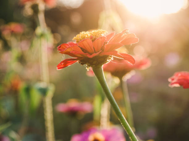 istock Early spring flowers on a grass background 1224301442