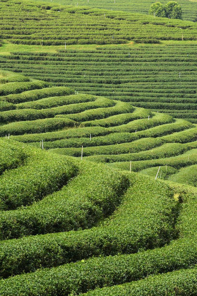 istock Tea plantation in Chiang Rai 1224301642