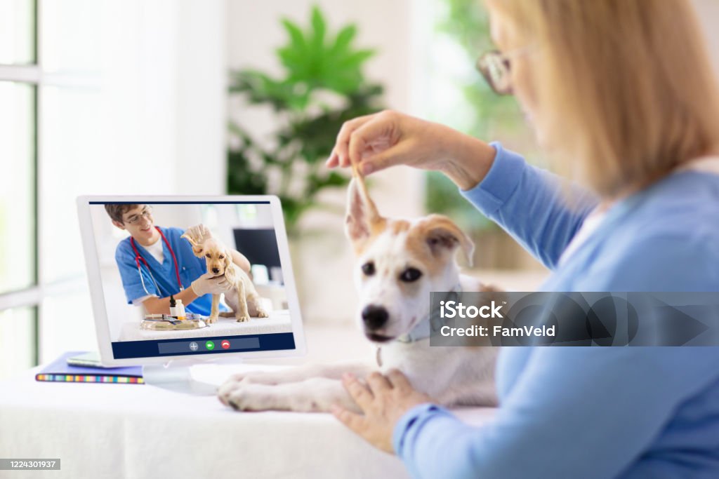 Online Consultation With Veterinarian Doctor Stock Photo - Download Image  Now - Veterinarian, Internet, Dog - iStock