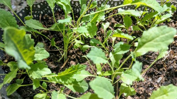 istock Small Seedlings of Kale grown in A Pot 1224302013