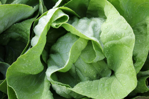 istock Fresh Butterhead Lettuce on the Field in Germany 1224303157