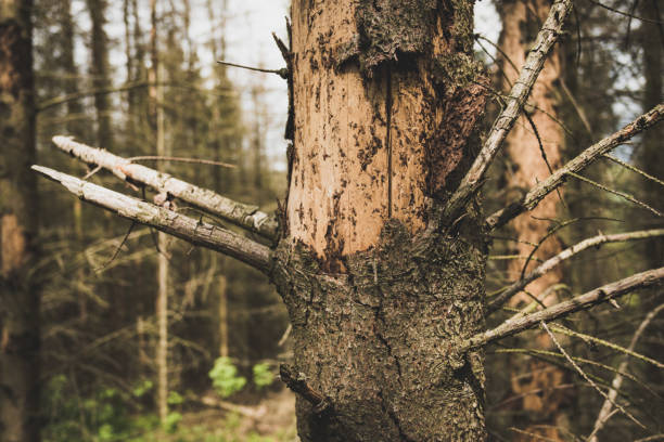 istock Coniferous forest section in Eichsfeld/Thuringia damaged by drought, drought, bark beetle and pest infestation 1224303259