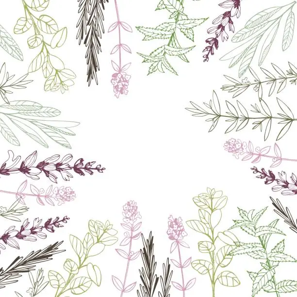 Vector illustration of Vector background with hand drawn herbs.