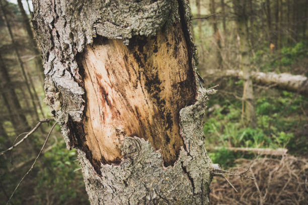 Forest section in Eichsfeld/Thuringia damaged by drought, drought, bark beetles and pest infestation