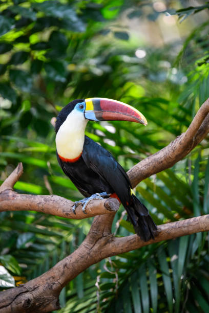 istock Pretty toucan on the branch 1224304538